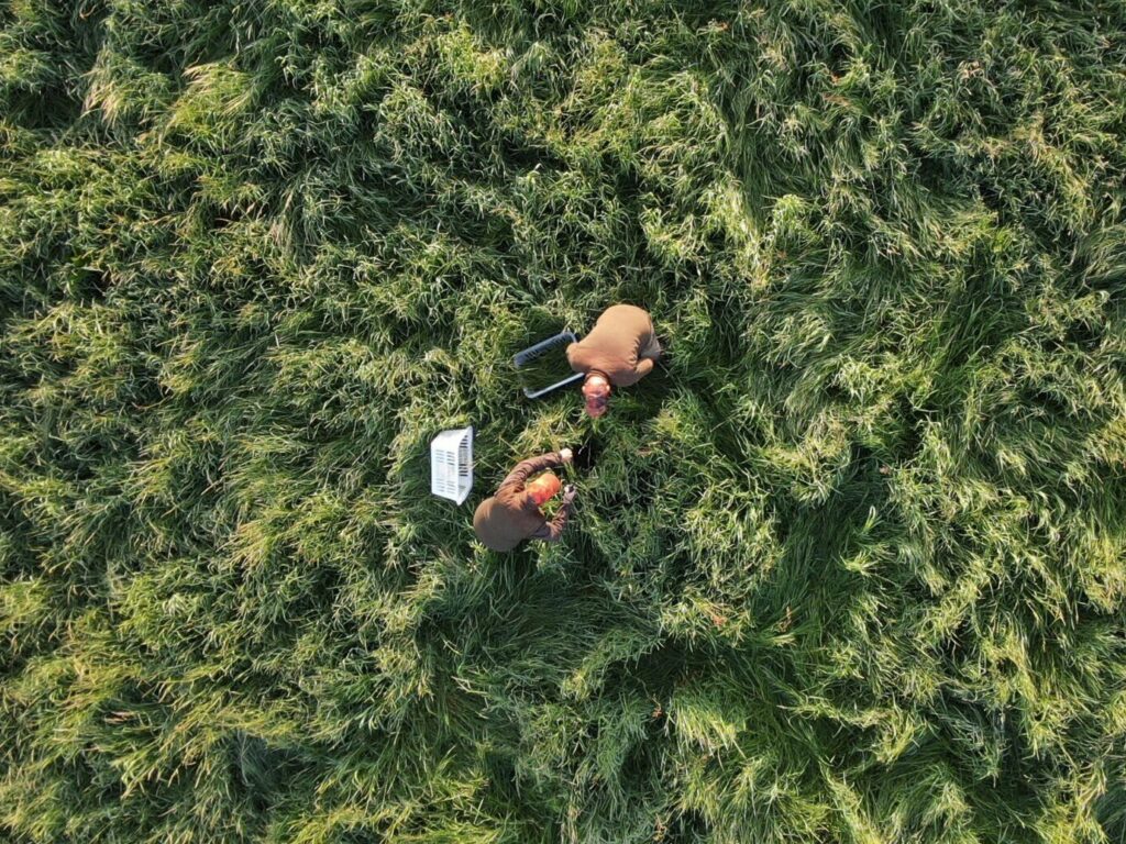 Kitzretter im hohen Gras